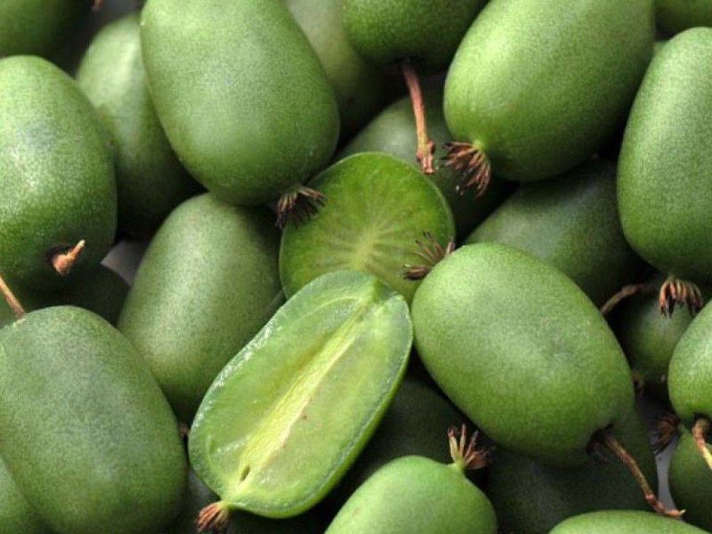 Актинидия купить саженцы из питомнике в Мытищах