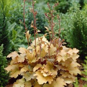 Гейхера Крем Брюле (с закрытой корневой системой в стакане Р9)