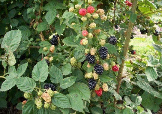Ежевика "ТОРНФРИ"
