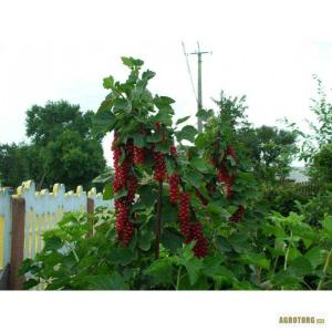 Смородина "РОВАДА"